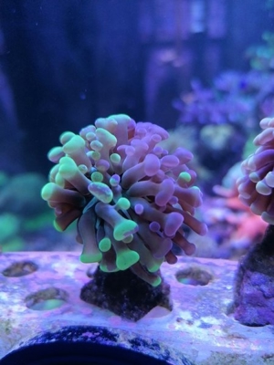 Meerwasser Korallen Euphyllia Bild 1