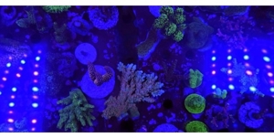 Acropora, Montipora, Korallen, Meerwasser Bild 6