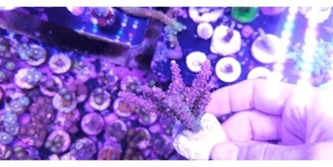 Acropora, Montipora, Korallen, Meerwasser Bild 4
