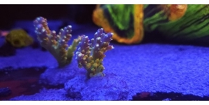 Acropora, Montipora, Korallen, Meerwasser Bild 1