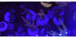 Acropora, Montipora, Korallen, Meerwasser Bild 8