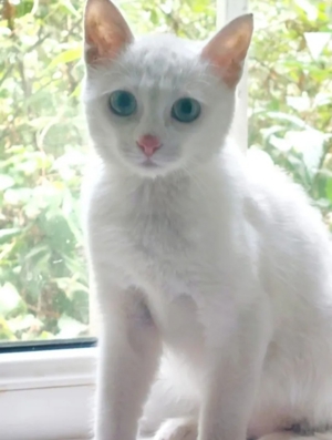 Suri Wunderschöne, schüchterne Katzendame sucht ruhiges Zuhause Bild 2