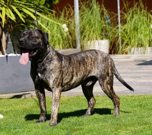 2,5 Jahre alter Presa Canario Rüde abzugeben.