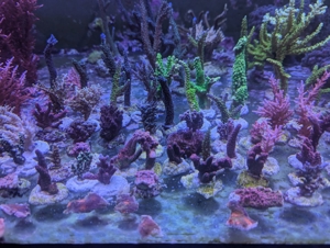 Meerwasser Ableger Korallen Acropora SPS LPS Caulastrea Euphyllia Bild 4