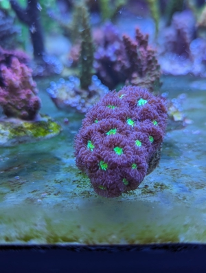 Meerwasser Ableger Korallen Acropora SPS LPS Caulastrea Euphyllia Bild 7