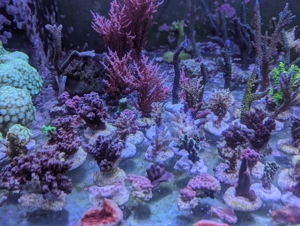 Meerwasser Ableger Korallen Acropora SPS LPS Caulastrea Euphyllia Bild 1