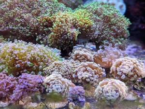 Meerwasser Ableger Korallen Acropora SPS LPS Caulastrea Euphyllia Bild 2