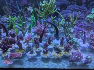 Meerwasser Ableger Korallen Acropora SPS LPS Caulastrea Euphyllia Bild 3