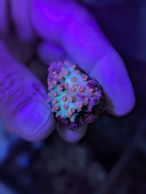 Meerwasser Ableger Korallen Acropora SPS LPS Caulastrea Euphyllia Bild 8