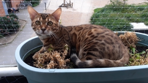 Bengal Deckkater