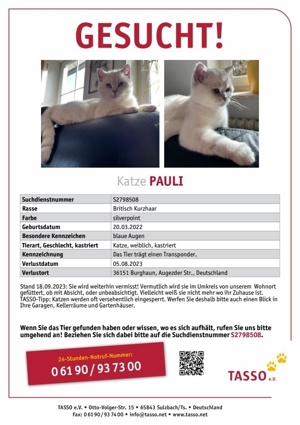 Katze Pauli BKH Silver shaded vermisst gesucht entlaufen gestohlen Bild 2