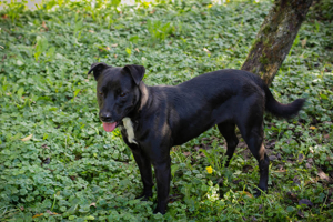 *NUBA* Eine freundliche, verschmuste und aktive Hündin - leider von der Rasse her ein Listenhund