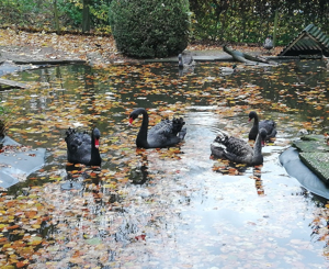 Trauerschwan zu verkaufen