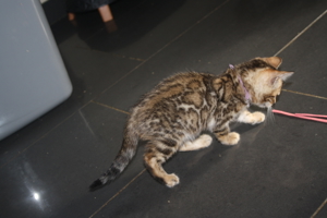 Bengal Kitten Deluxe - Minileoparden fürs wohnzimmer in silver, braun sowie snow XXL Rosetten Bild 6