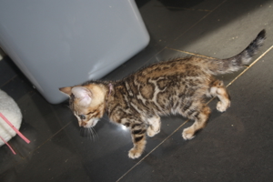 Bengal Kitten Deluxe - Minileoparden fürs wohnzimmer in silver, braun sowie snow XXL Rosetten Bild 2