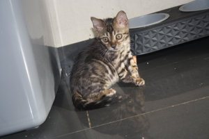 Bengal Kitten Deluxe - Minileoparden fürs wohnzimmer in silver, braun sowie snow XXL Rosetten Bild 8