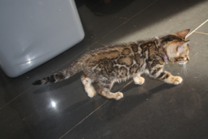 Bengal Kitten Deluxe - Minileoparden fürs wohnzimmer in silver, braun sowie snow XXL Rosetten Bild 5