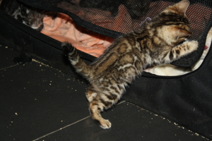 Bengal Kitten Deluxe - Minileoparden fürs wohnzimmer in silver, braun sowie snow XXL Rosetten Bild 4