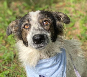 CILKO - ein Herzenshund, kinderlieb, damit ist er einfach der perfekte Familienhund