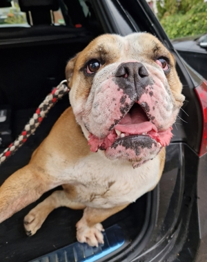 Rosa, Englische Bulldogge, 2 Jahre, 30kg, Bild 1