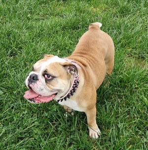 Rosa, Englische Bulldogge, 2 Jahre, 30kg, Bild 7