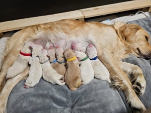 Golden retriever welpen mit Ahnentafel 