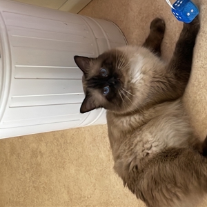 deckkater