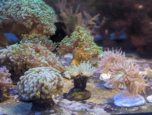 Ableger Meerwassser Korallen SPS LPS Eupylia Bild 8