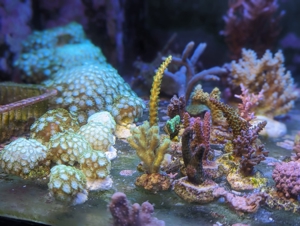 Ableger Meerwassser Korallen SPS LPS Eupylia Bild 3