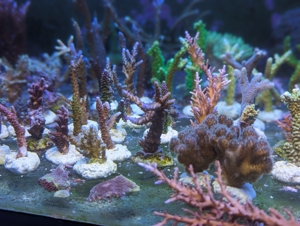 Ableger Meerwassser Korallen SPS LPS Eupylia Bild 7