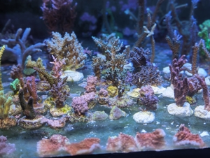 Ableger Meerwassser Korallen SPS LPS Eupylia Bild 5