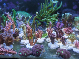 Ableger Meerwassser Korallen SPS LPS Eupylia Bild 6