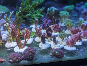 Ableger Meerwassser Korallen SPS LPS Eupylia Bild 4