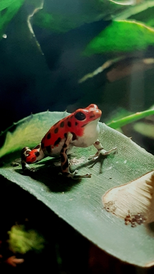 Oophaga pumilio bastimentos rfb