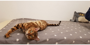 Reinrassiger Bengal Deckkater mit Stammbaum Bild 2