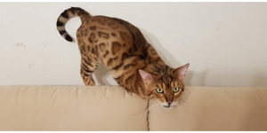 Reinrassiger Bengal Deckkater mit Stammbaum Bild 6