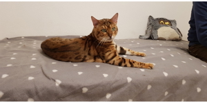 Reinrassiger Bengal Deckkater mit Stammbaum Bild 7