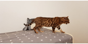 Reinrassiger Bengal Deckkater mit Stammbaum Bild 9