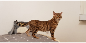 Reinrassiger Bengal Deckkater mit Stammbaum Bild 8