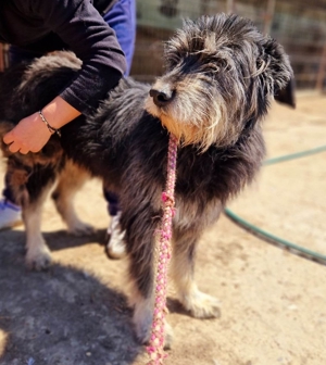 Tyson - liebevoller Oldie sucht liebevolle Menschen