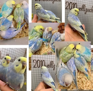 Junge Rainbow's HANDZAHME Wellensittiche