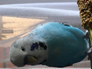 Wellensittich entflogen Bild 4