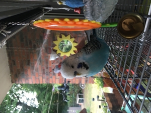 Wellensittich entflogen Bild 2