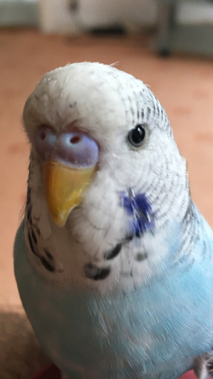 Wellensittich entflogen Bild 3