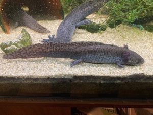 Axolotl Bild 2