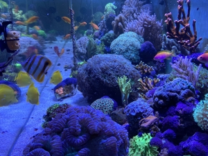 Korallenstarter-Paket 8 Nachzuchten Ableger abzugeben Bild 9