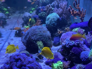 Korallenstarter-Paket 8 Nachzuchten Ableger abzugeben Bild 1
