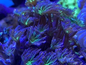 Korallenstarter-Paket 8 Nachzuchten Ableger abzugeben Bild 8