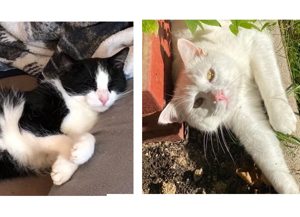 liebe Katzen Georg und Felix suchen ein neues Zuhause Bild 1