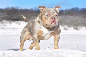 American Bully Deckrüde Barbossa 